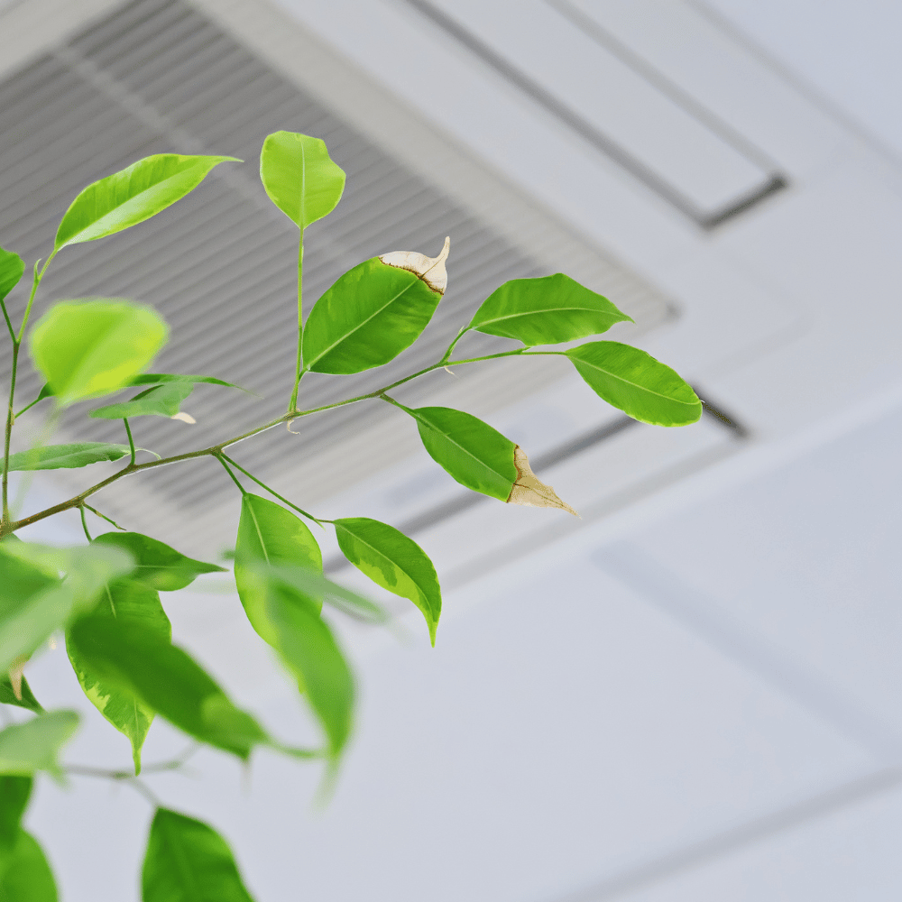 Indoor Air Quality