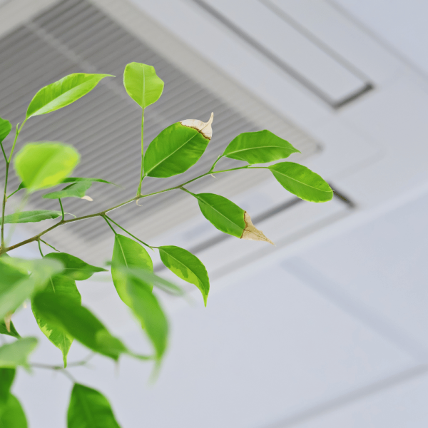 Indoor Air Quality